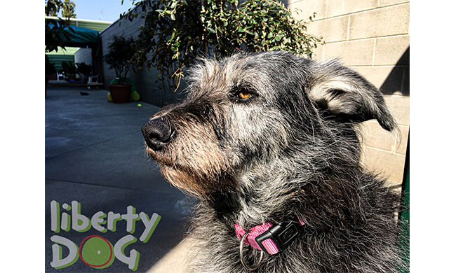 L’asilo per cani Liberty Dog di Concorezzo sempre più attento all’innovazione