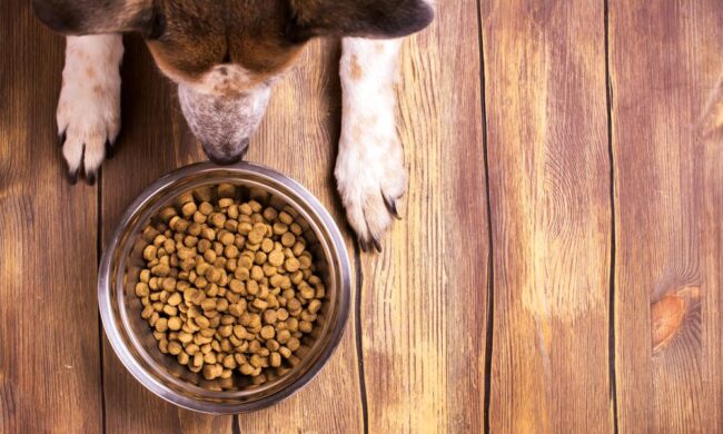 Perché acquistare cibo per cani online?