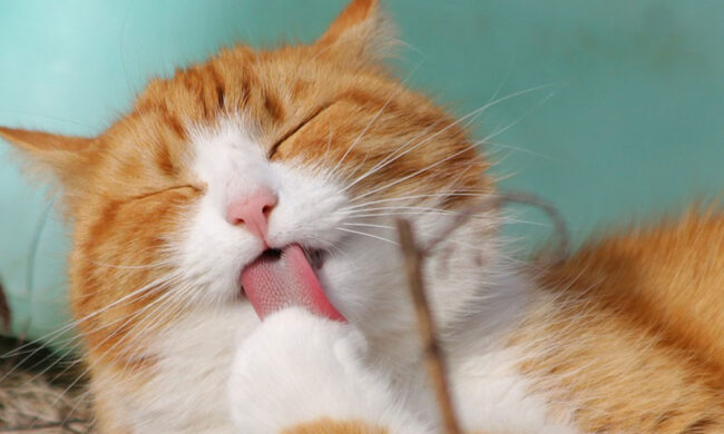 Quanto può costare mantenere un gatto?